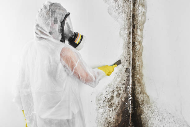 Best Emergency Mold Removal  in Alliae, NC
