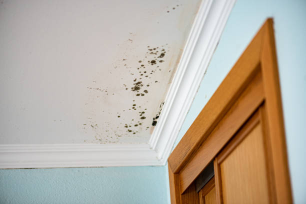 Best Residential Mold Removal  in Alliae, NC