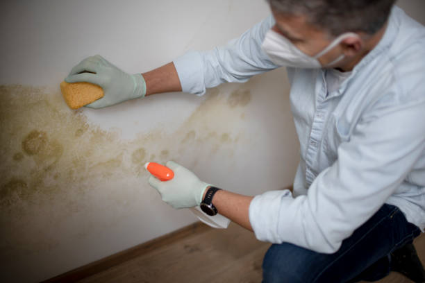 Best Mold Remediation Services  in Alliae, NC