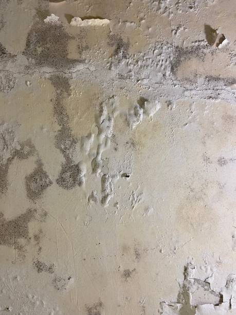  Alliae, NC Mold Removal Pros