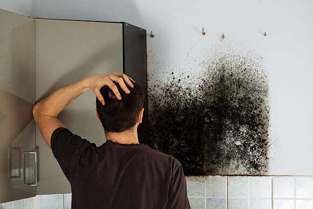 Mold Testing and Removal in Alliance, NC