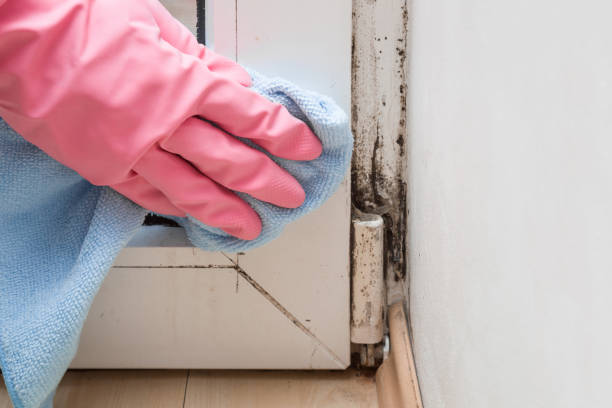 Best Certified Mold Removal  in Alliae, NC