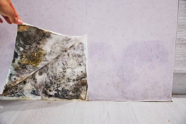 Best Mold Testing and Removal  in Alliae, NC